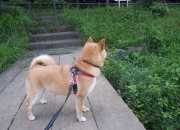 开云体育app-哈利伯顿41分主宰全场！活塞核心用极致个人秀击穿森林狼铁壁