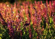 开云体育在线-西亚卡姆32分无解对轰，灰熊六人上双团队逆袭，个人英雄主义与集体主义的篮球哲学辩