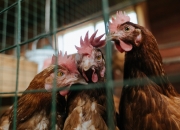 开云sport-北欧飓风席卷陶瓷球场，哈兰德恐怖数据下的无情碾压