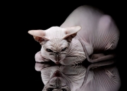 开云体育-范戴克状态火热，苏格兰踏平芬兰背后的足球美学与胜利哲学