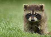 开云体育官网-非洲杯惊魂夜！皮克绝境救主，加纳突围死亡之组