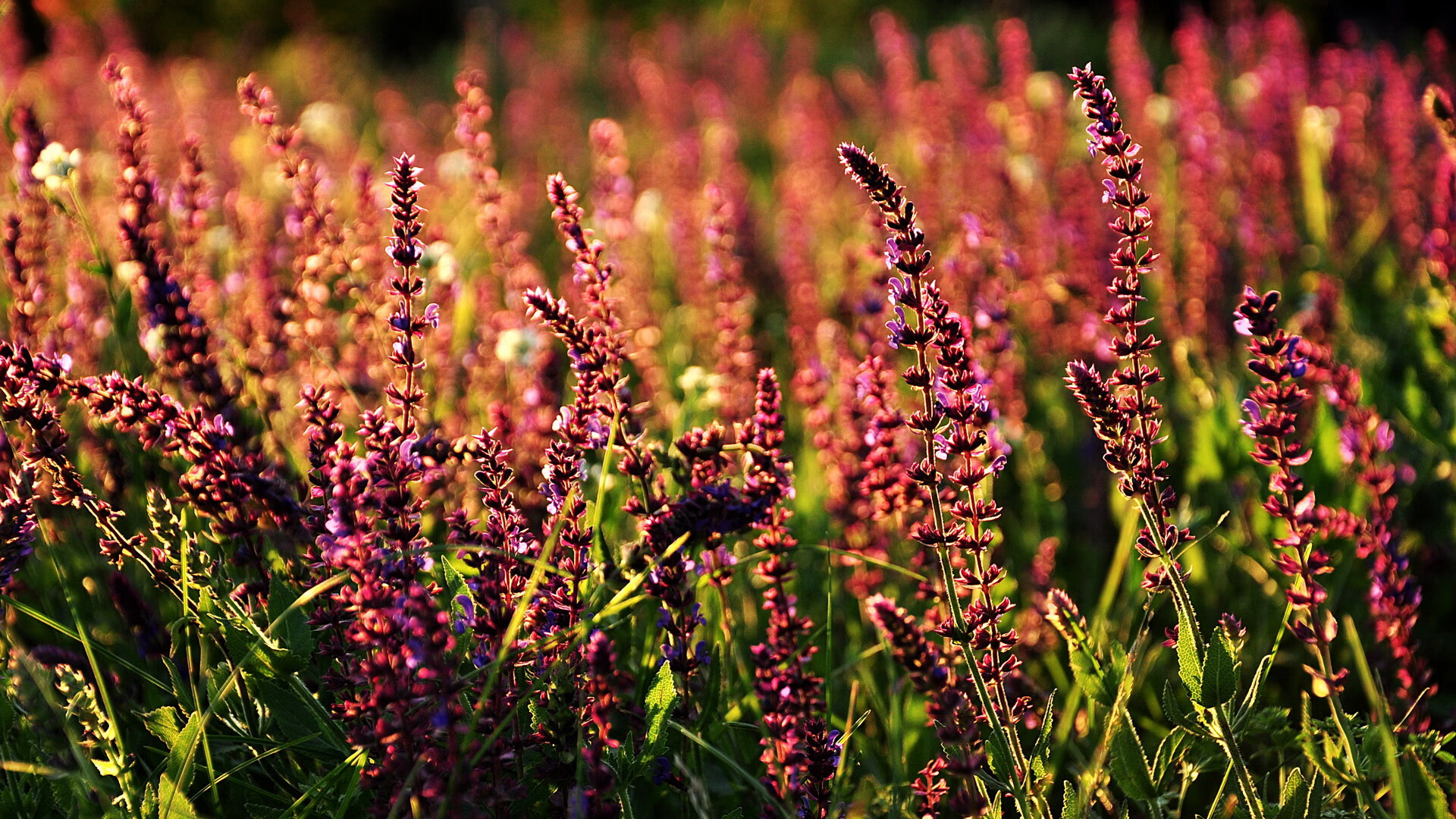 西亚卡姆32分无解对轰，灰熊六人上双团队逆袭，个人英雄主义与集体主义的篮球哲学辩