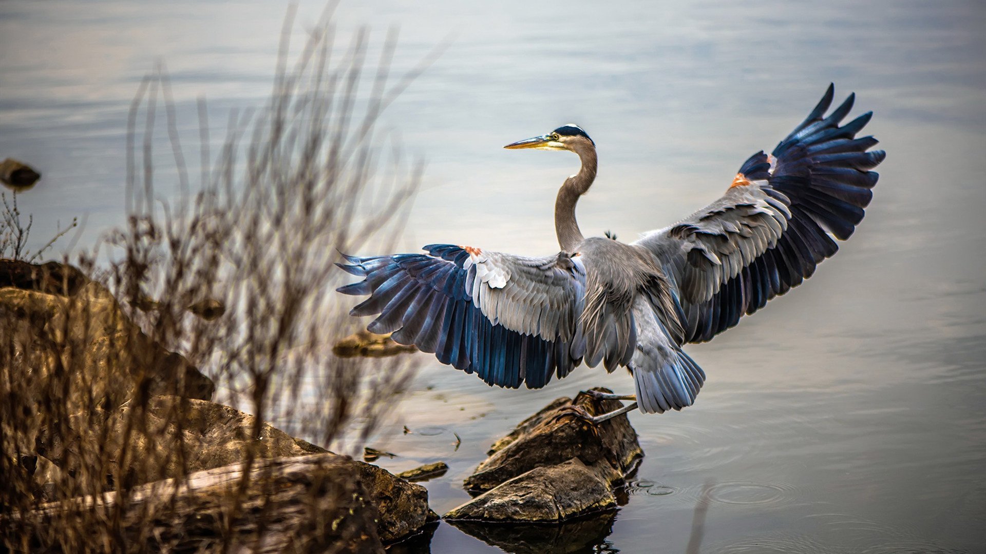 加纳爆冷亚特兰大,巴雷拉一锤定音,非洲黑马改写历史