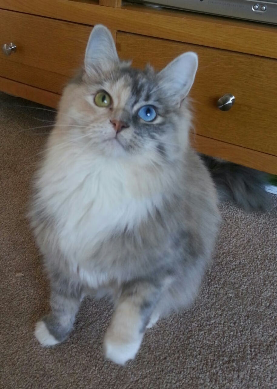 钢铁脊梁与冷箭,凯尔特人用最绿血方式赢下最不可能的硬仗