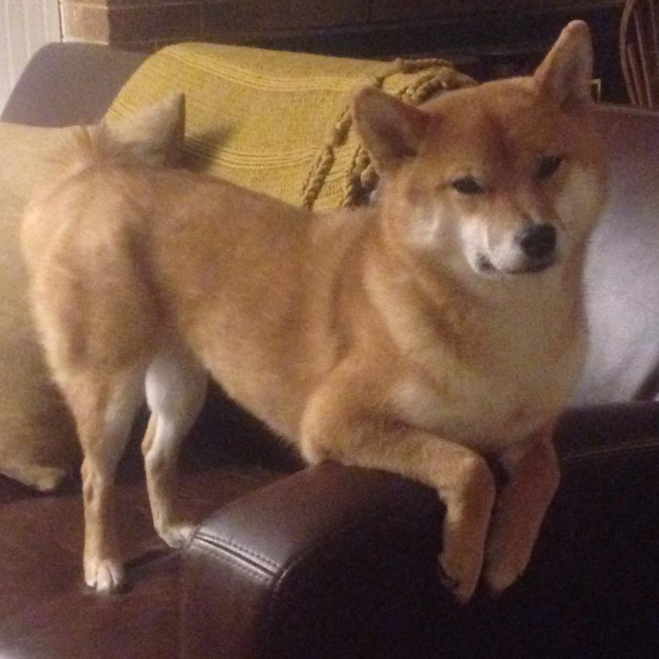 决胜0.2秒,他用足球思维投中了NBA史上最诡异的三分