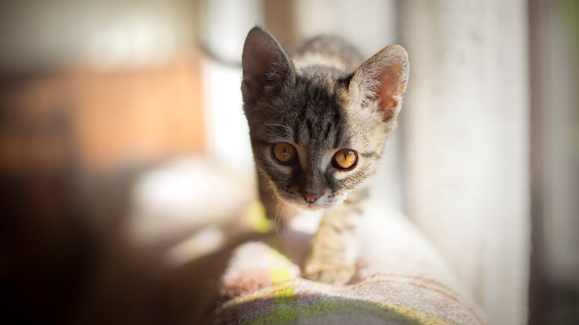 意甲绿茵场上的篮球绝杀,广厦队跨界绝杀爵士