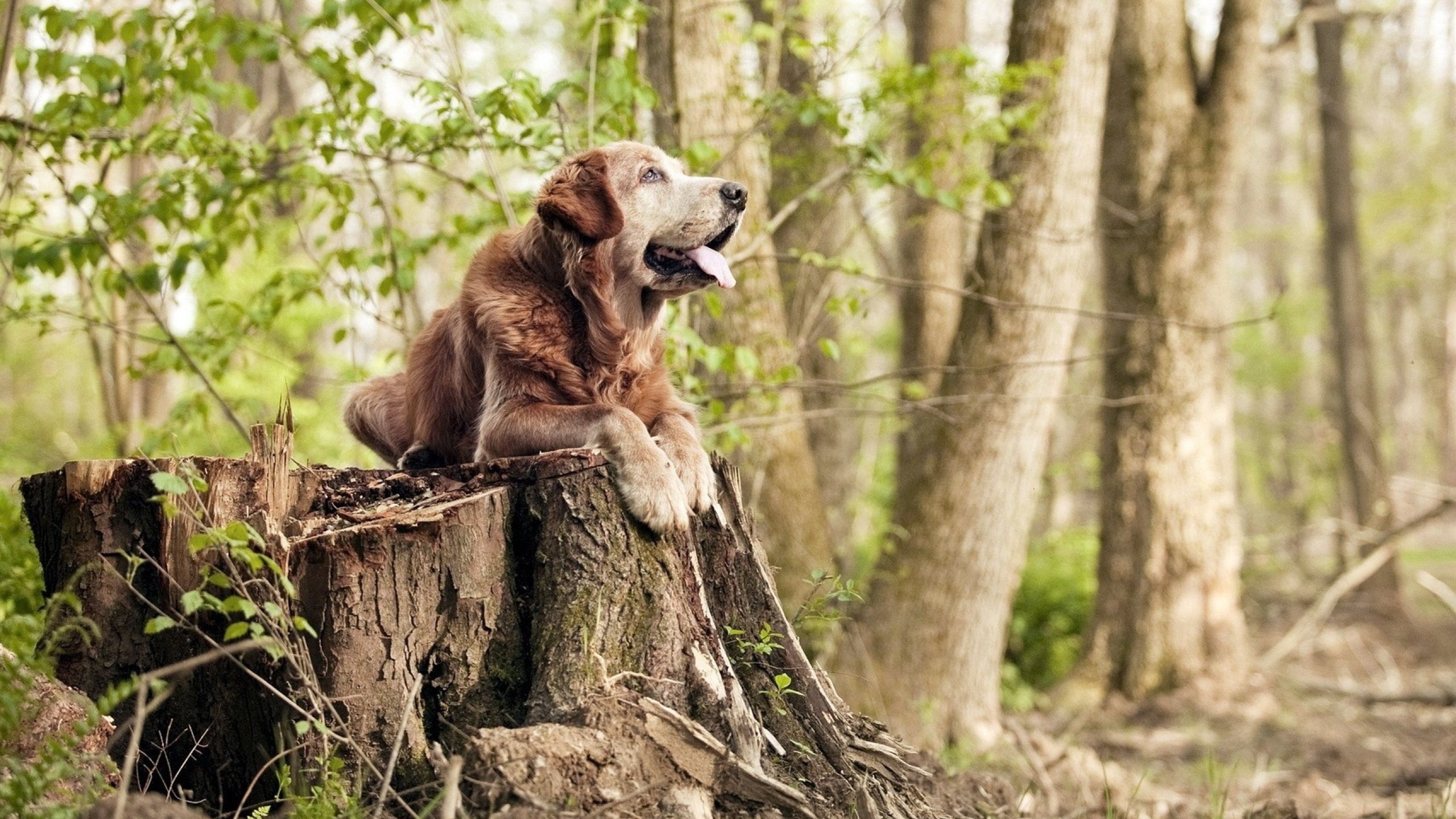 赛道与球场的交响,从F1街道赛焦点战到湖人击败开拓者的竞争启示