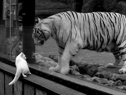 烈焰意志,布雷默与奥地利队金字塔下的生死救赎