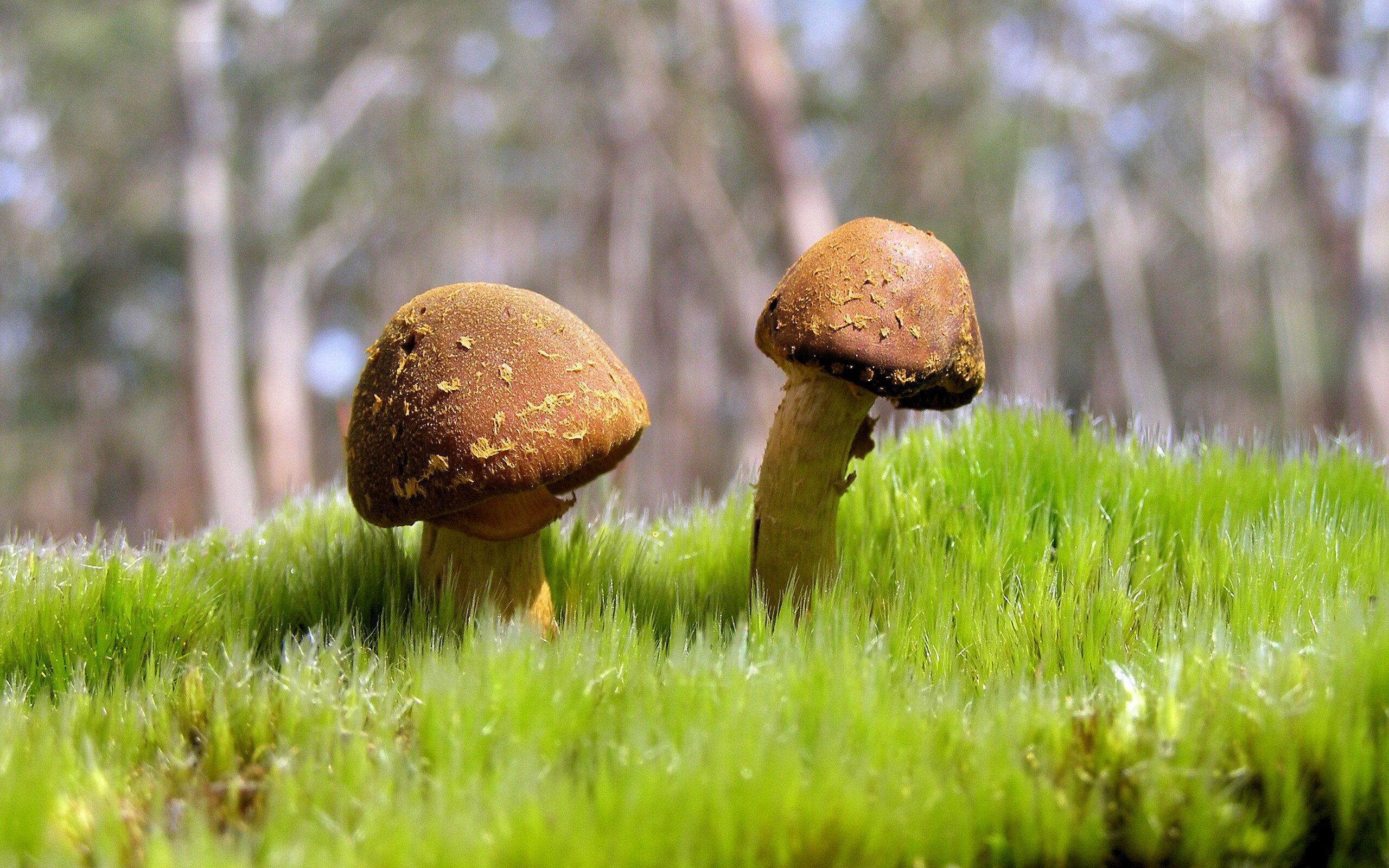 东决烽火，独行侠掀翻吉林队，爆冷晋级背后的战术风云