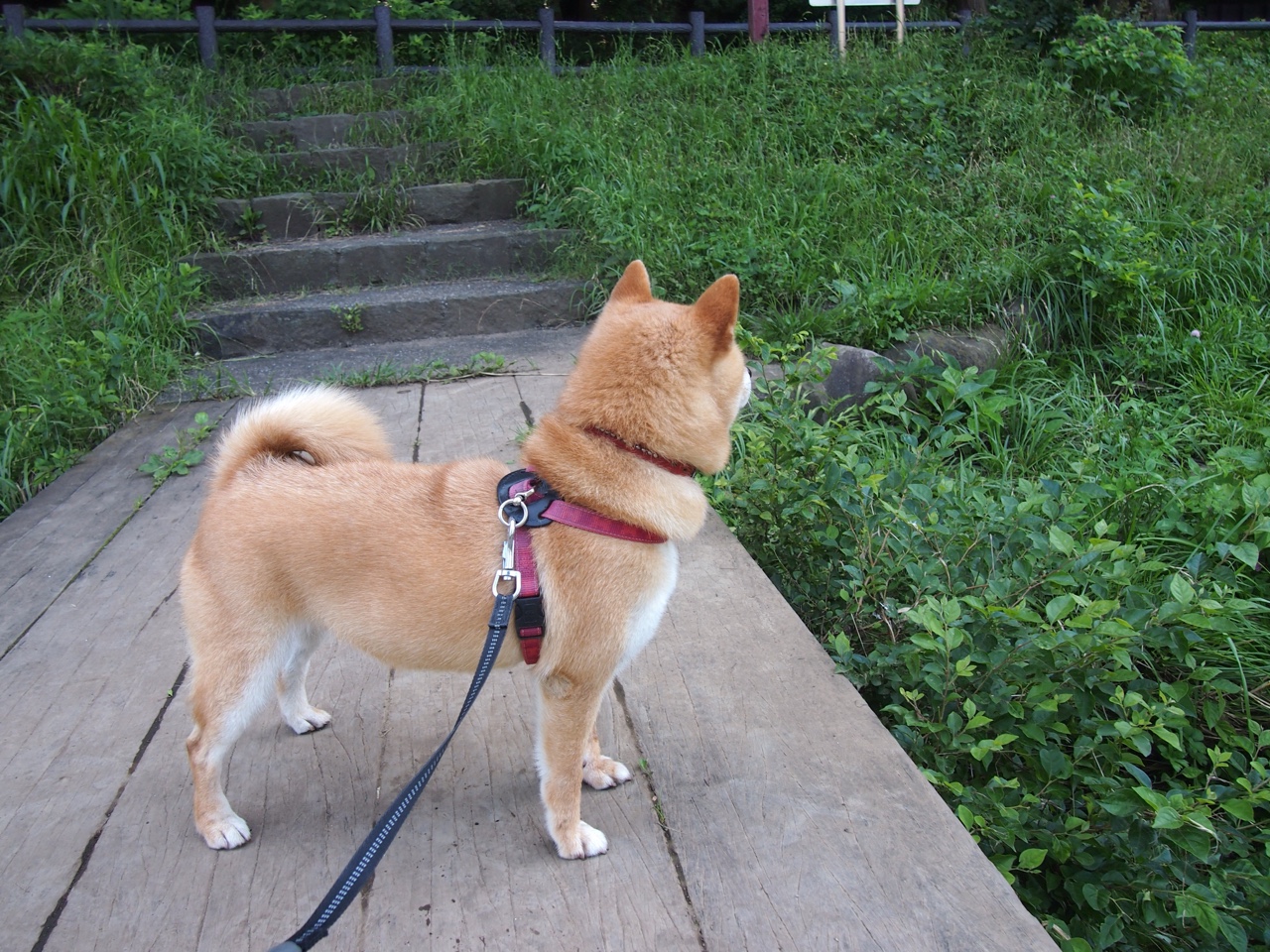 跨界奇迹夜，吉林队篮球绝杀公牛，东契奇足球英超争冠封神