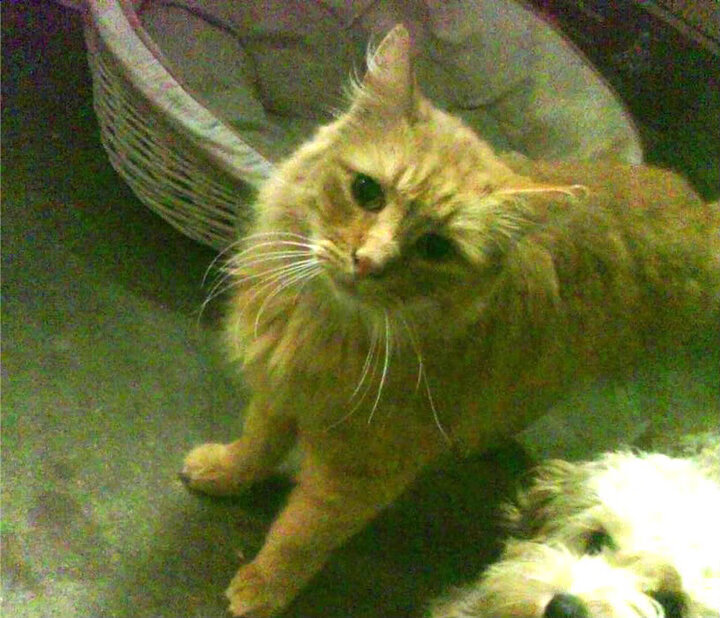 决胜基因,东契奇与广厦之胡,双星如何带走关键战