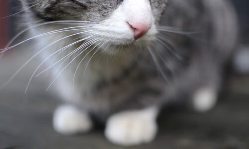 决胜0.01秒,当「福克斯」以毫厘不差的稳定,点燃冠军之夜