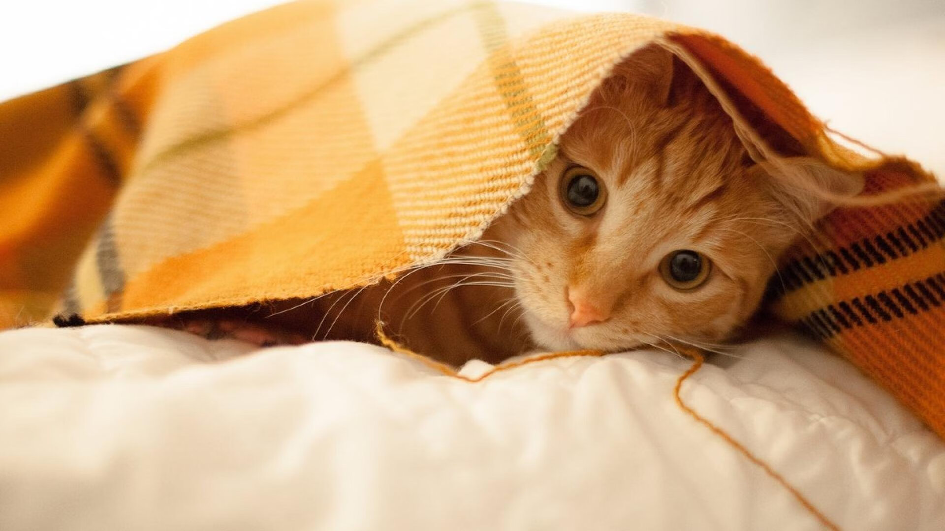 思维扩展,标题构思