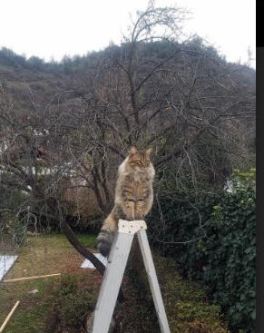 破茧成蝶,世界排名争夺战之夜,恩比德的无声咆哮