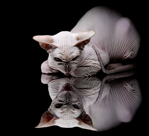 范戴克状态火热，苏格兰踏平芬兰背后的足球美学与胜利哲学