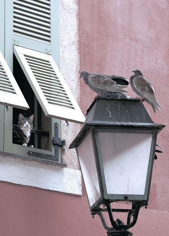 风暴眼中行棋,当拜仁用巴伐利亚密码破译牙买加田径