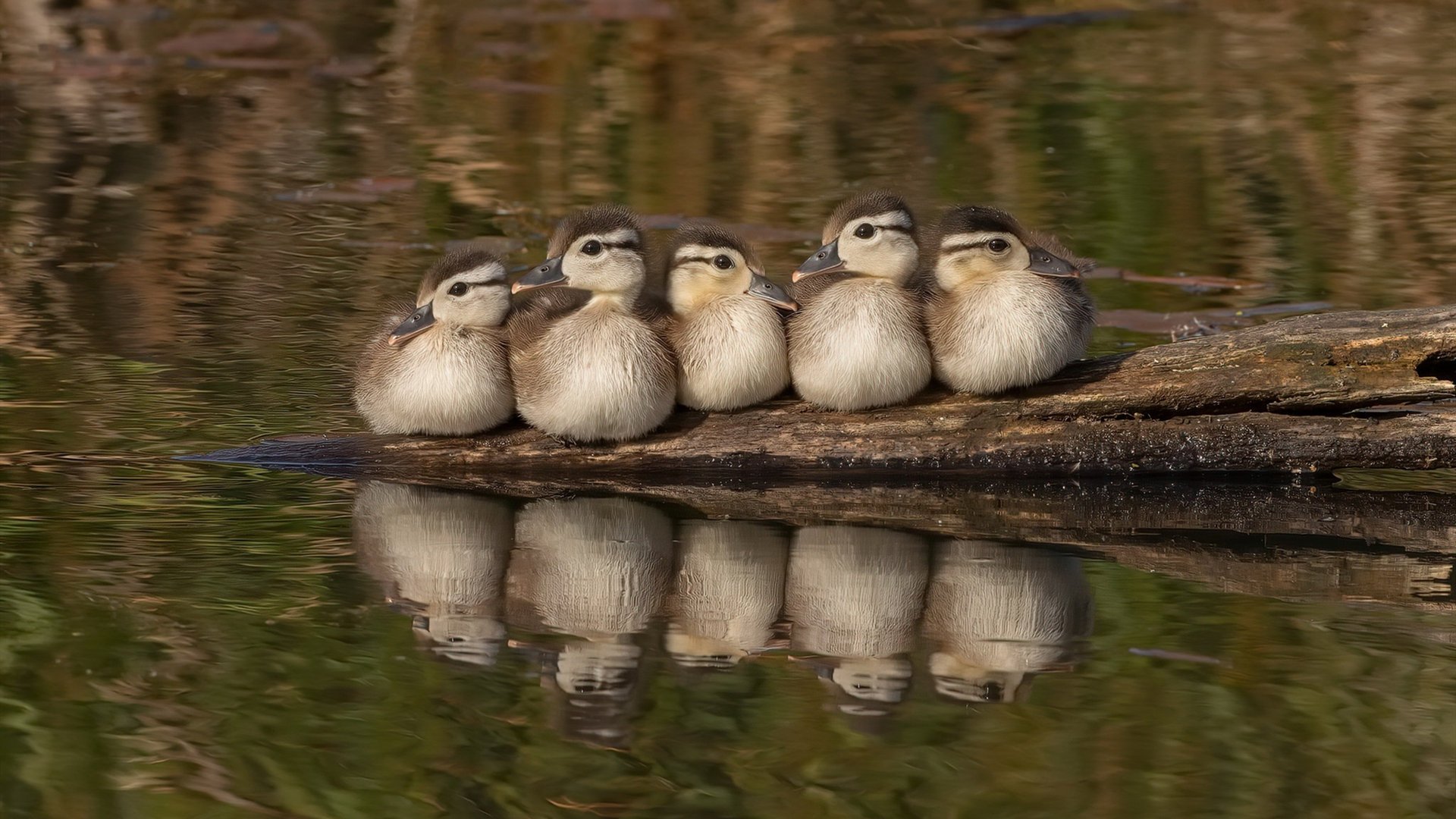 亚平宁绿茵风暴，老鹰利爪撕碎铁血军团