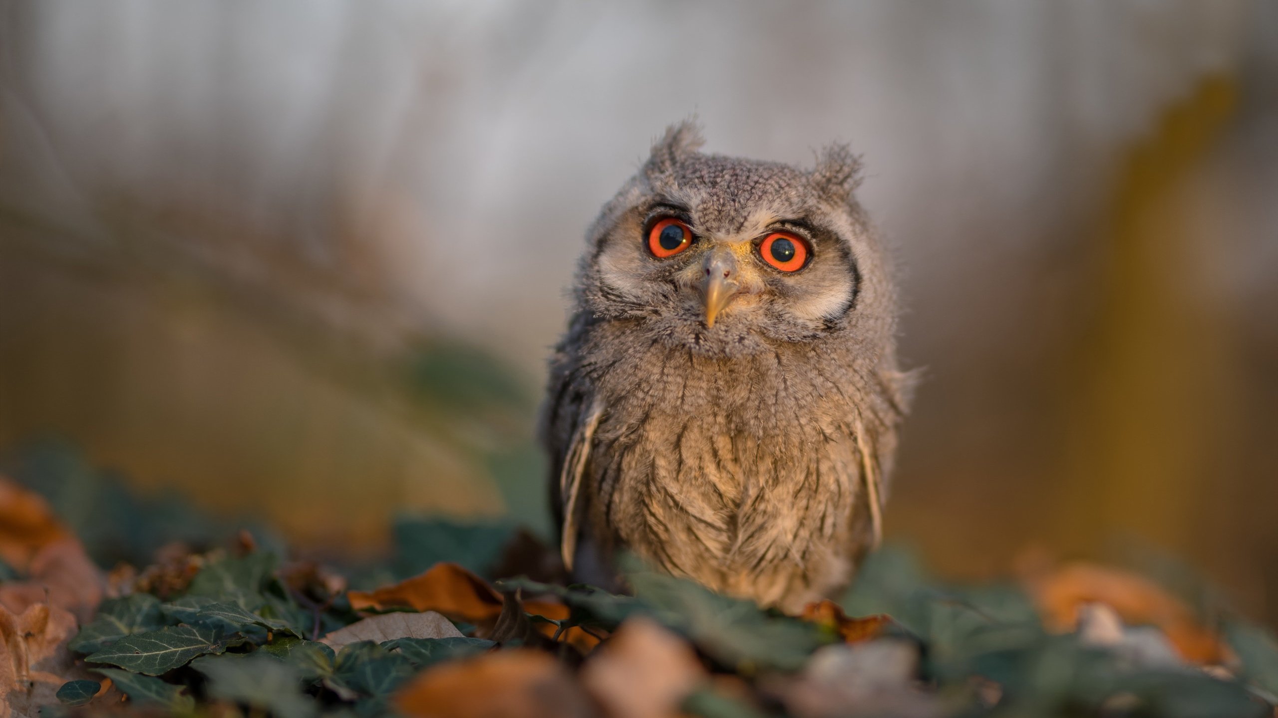 唯一性对决,灰熊防守锁死浙江,恩比德F1街道赛接管比赛