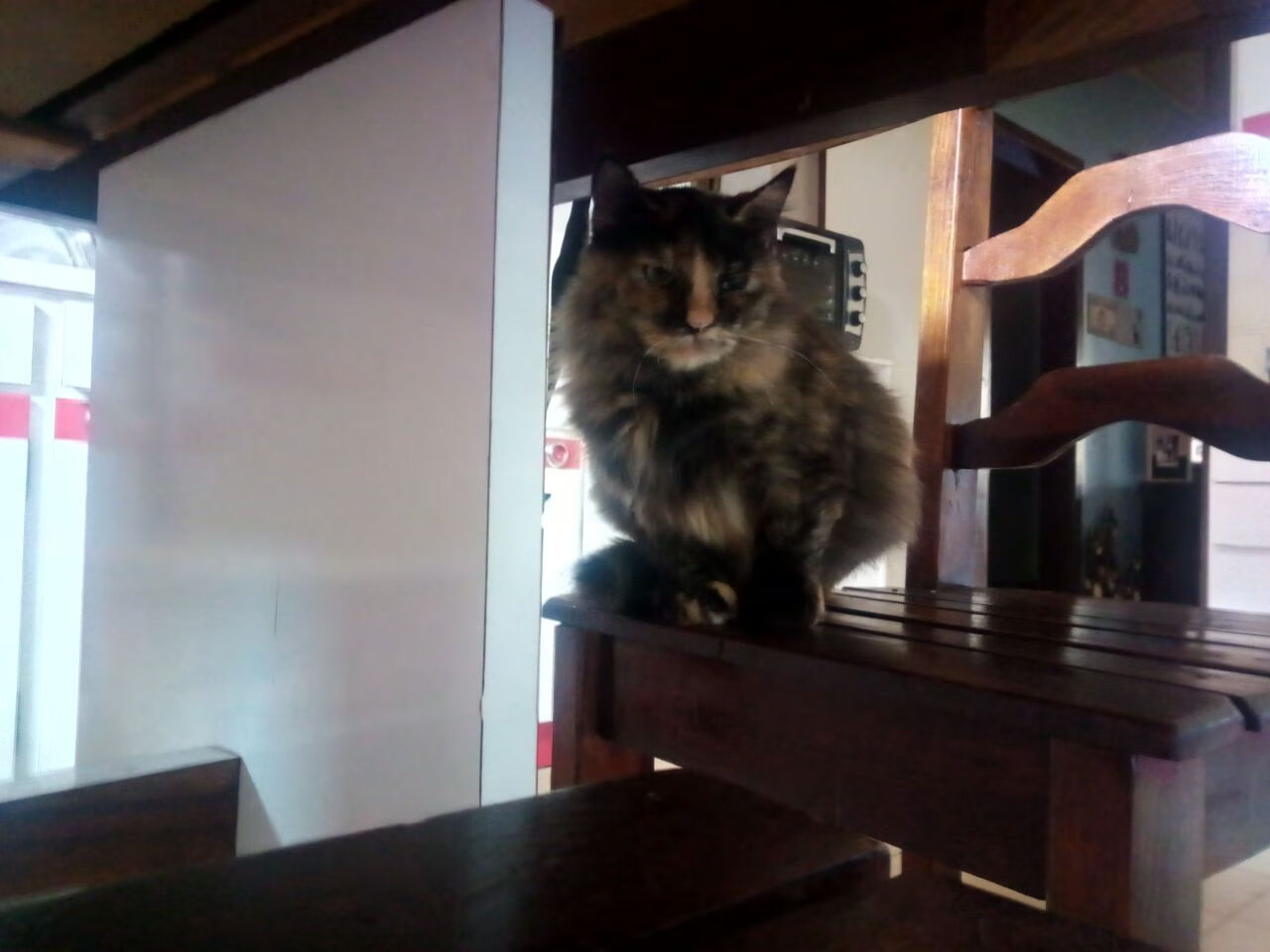 街头智慧VS神殿对决,当牙买加黑马撞碎希腊神话