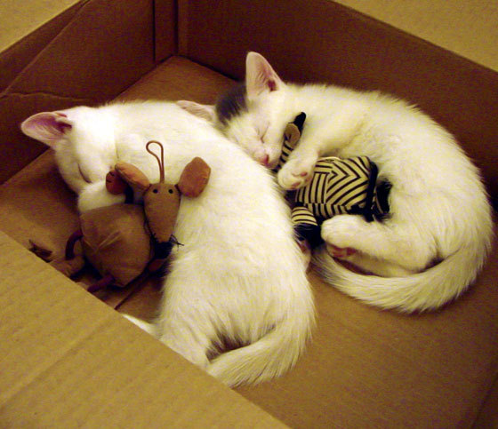 一扑定乾坤，门迪神迹铸就里昂卡塔尔唯一王座